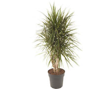 Drachenbaum floraself dracaena gebraucht kaufen  Deutschland
