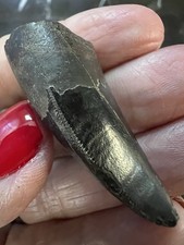 t rex tooth fossil for sale  Miles City