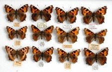 Variations abbs small for sale  PERSHORE