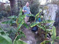 Winterharte bananen palme gebraucht kaufen  Frankenthal