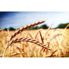 Semi farro spelta usato  San Nicandro Garganico