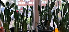Opuntia prickly pear for sale  UK