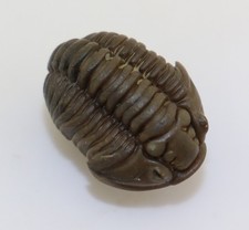 Trilobit flexicalymene retrosa gebraucht kaufen  Weeze