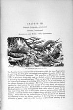 Old antique print for sale  UK
