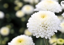 Chrysanthemum tanacetum snowba for sale  BARNSTAPLE