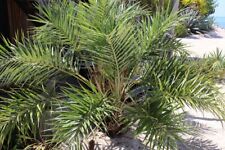 Allagoptera arenaria seashore for sale  Miami