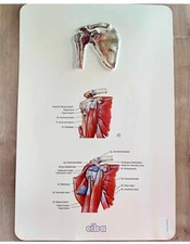 Affiche anatomique épaule d'occasion  Carignan