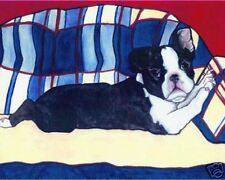 Boston terrier couch for sale  Broomfield