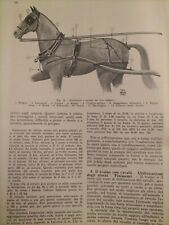 1937 vecchia stampa usato  Macerata
