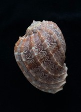 Usado, concha marítima Harpa ventricosa, 78,7 mm comprar usado  Enviando para Brazil