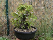 Bonsai alte große gebraucht kaufen  Dresden