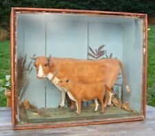 Rare cased victorian for sale  EXETER