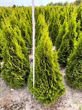 Thuja occidentalis Smaragd  100-180cm, używany na sprzedaż  PL