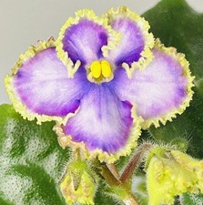 African violet kopeechka for sale  Summerville