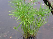 Cyperus alternifolius marginal for sale  LOUTH