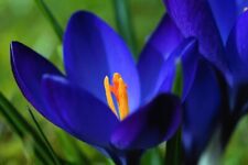 Winterharte krokusse tiefblau gebraucht kaufen  Kaiserslautern