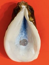 Oyster shell pearl for sale  Atglen