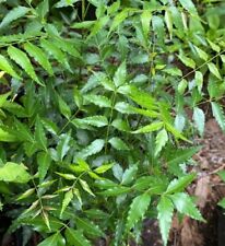 Evergreen neem tree for sale  Miami