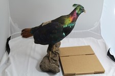 Himalayan monal taxidermy for sale  Four Oaks