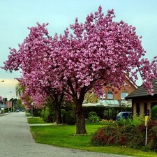 Prunus pink perfection for sale  SOUTHAMPTON