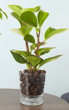Self watering planter for sale  Memphis