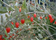 Graines baie goji d'occasion  Sabres