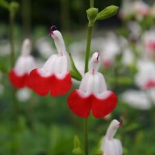 salvia for sale salvia for sale LONDON