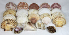 Decorative sea shells for sale  PWLLHELI