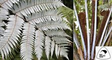 Silver tree fern for sale  BROCKENHURST