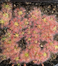 Drosera nitidula omissa for sale  PRESCOT