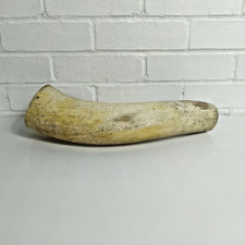 Cattle horn cut for sale  JOHNSTONE