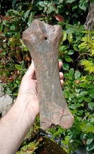 Fossil ice age for sale  WREXHAM