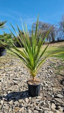 Cordyline australis cornish for sale  WELSHPOOL