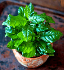 Arabian coffee plant for sale  SOUTHSEA
