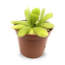 Pinguicula agnata carnivorous for sale  CREDITON