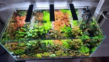 Aquarium pflanzen ableger gebraucht kaufen  Bremen