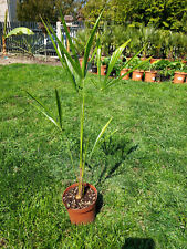 Trachycarpus fortunei hanfpalm gebraucht kaufen  Weinböhla