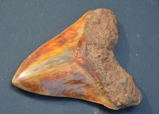 Massive 5.7 megalodon for sale  UK
