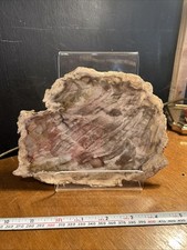 Polished petrified wood for sale  NAIRN