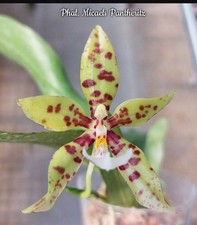 Phalaenopsis micaels pantherit for sale  SHREWSBURY
