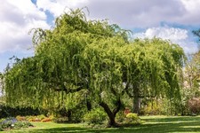 Echte trauerweide topf gebraucht kaufen  Mölln