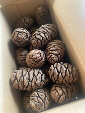 Giant sequoia pine for sale  Temecula