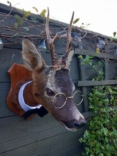 Taxidermy roe deer for sale Taxidermy roe deer for sale  HARTLEPOOL