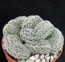 Lobivia densispina cristate for sale  EASTBOURNE