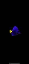 Purple tang live for sale  Dunnellon