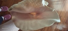 Conchiglia gigante usato  Bari