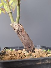 Japanese maple bonsai for sale  LIVERPOOL