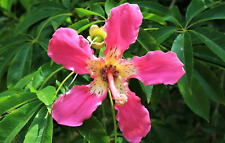 Ceiba speciosa seeds for sale  Tucson