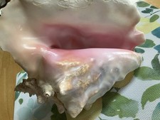 Queen conch shell for sale  Newtown