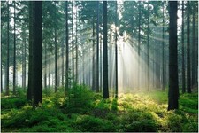 Używany, Fototapeta flizelinowa Apalis podświetlany las 3D 110 g/m2 255x384 cm na sprzedaż  PL
